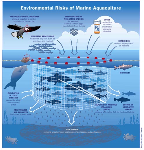 food web ocean. Developing Sustainable Marine